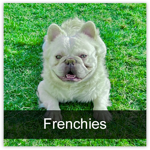 5 Star | Stoney Hills Kennels Havanese and French Bulldogs